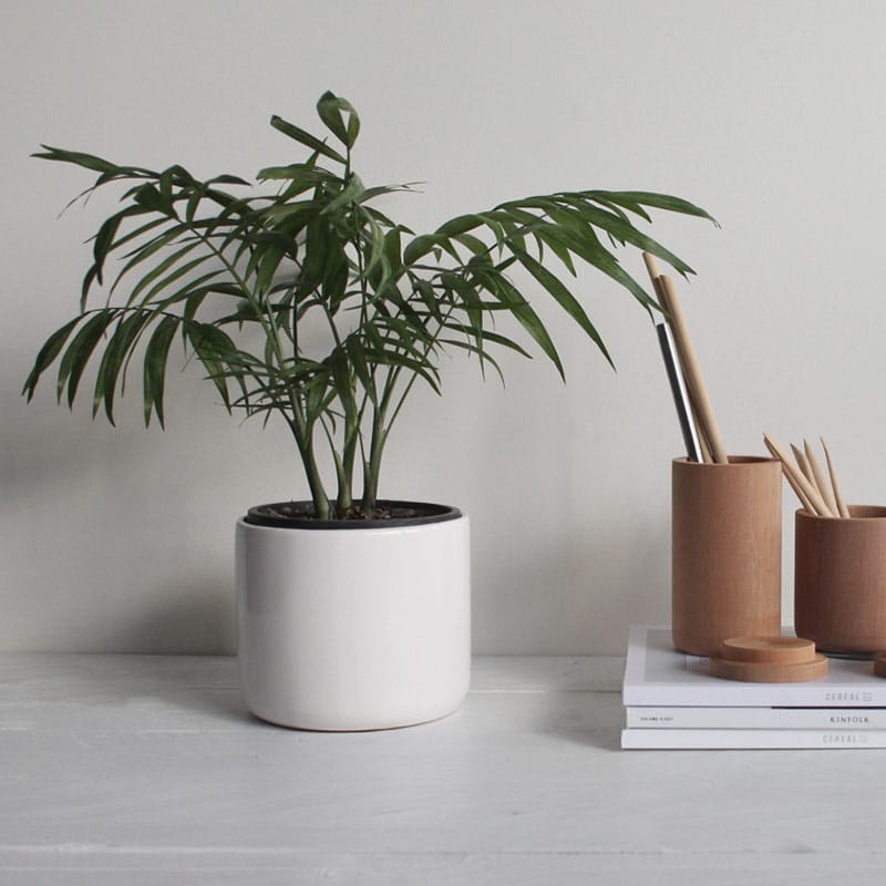 A plant in a white pot next to some toothbrushes.