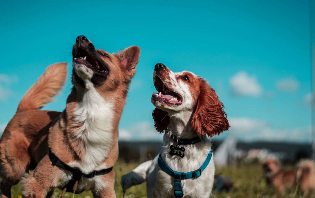 Two dogs are standing in a field with their mouths open.