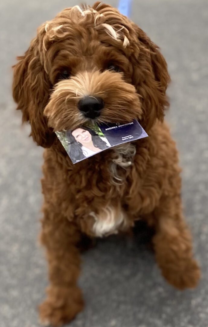 A dog with a card in its mouth.