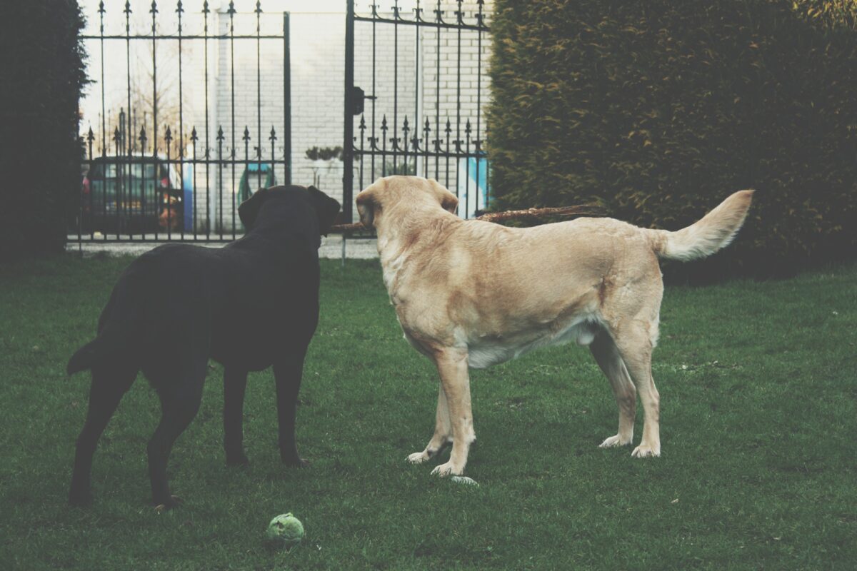 2 labrador retrievers staring at the metal gate