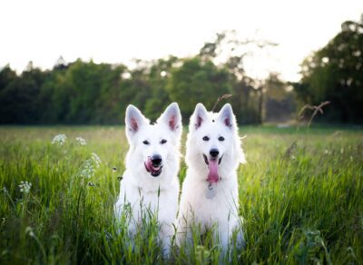 2 white dogs on a grassy field with trees in the back