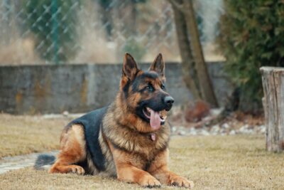 A german sheperd dog sitting on the grass